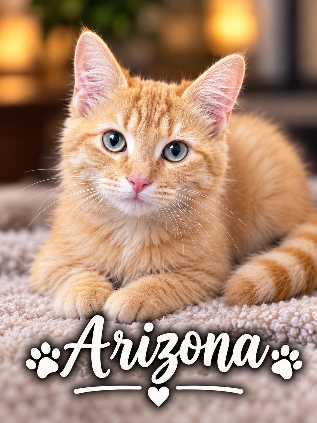 Arizona (SC), Adopted, Young Female Tabby.
