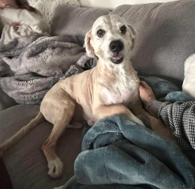 Saxon, Adoptable, Adult Male Terrier.