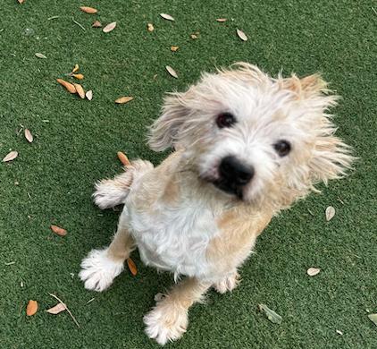 Saxon, Adoptable, Adult Male Terrier.