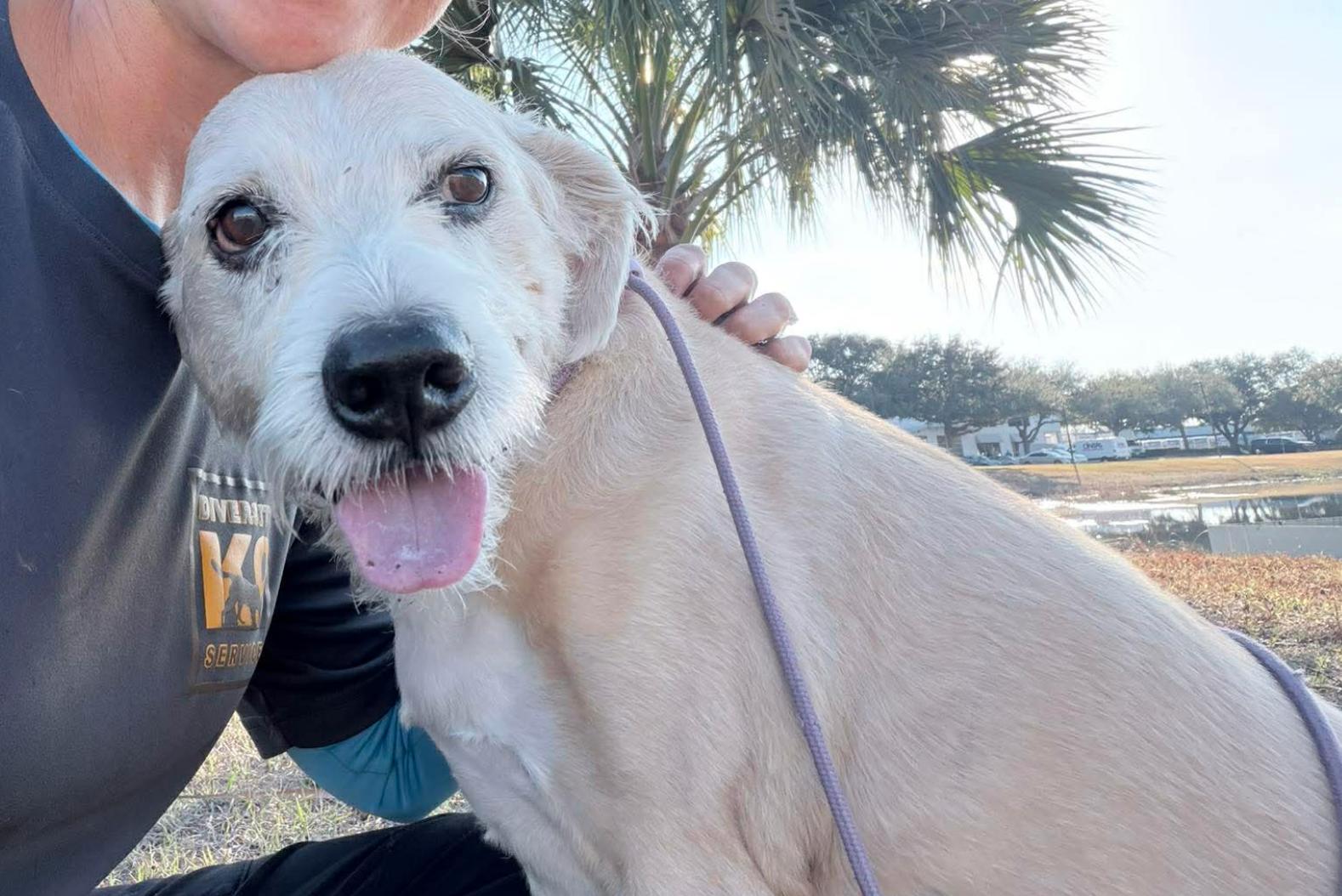 Enlarge Saxon, a Adoptable Terrier in Osteen, FL image 2/3
