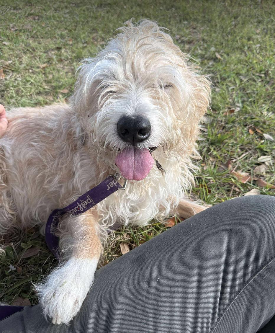 Enlarge Saxon, a Adoptable Terrier in Osteen, FL image 2/3