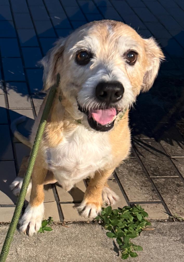 Saxon, a Adoptable Terrier in Osteen, FL image 1/3