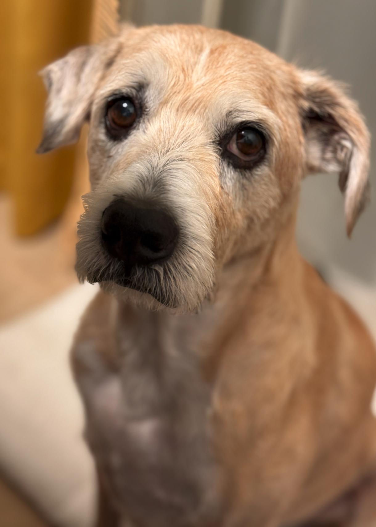 Saxon, a Adoptable Terrier in Osteen, FL image 2/3