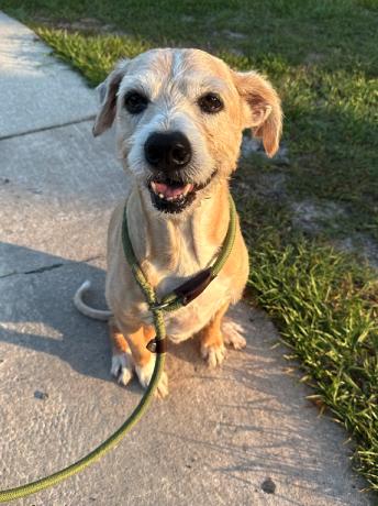 Saxon, a Adoptable Terrier in Osteen, FL image 3/3