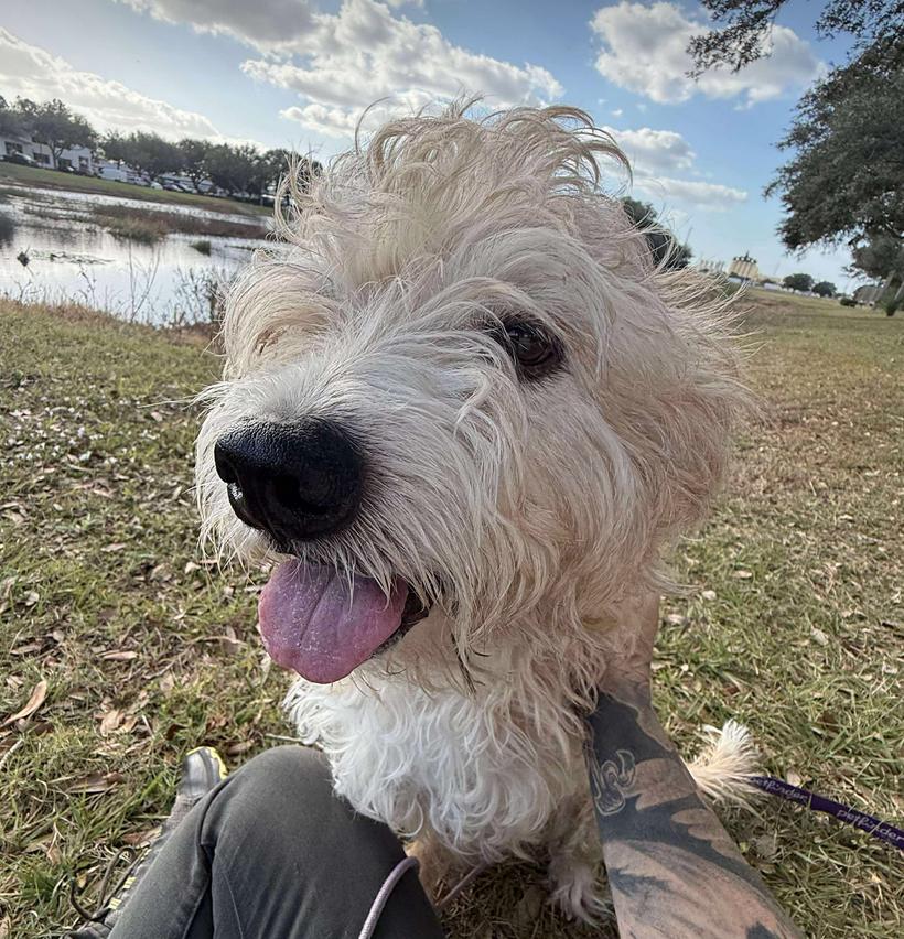 Enlarge Saxon, a Adoptable Terrier in Osteen, FL image 3/3