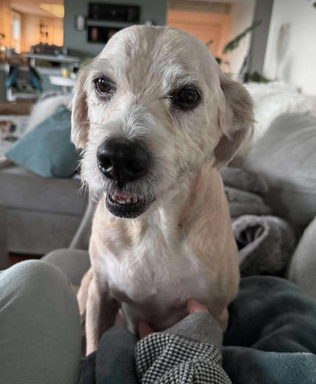 Enlarge Saxon, a Adoptable Terrier in Osteen, FL image 3/3