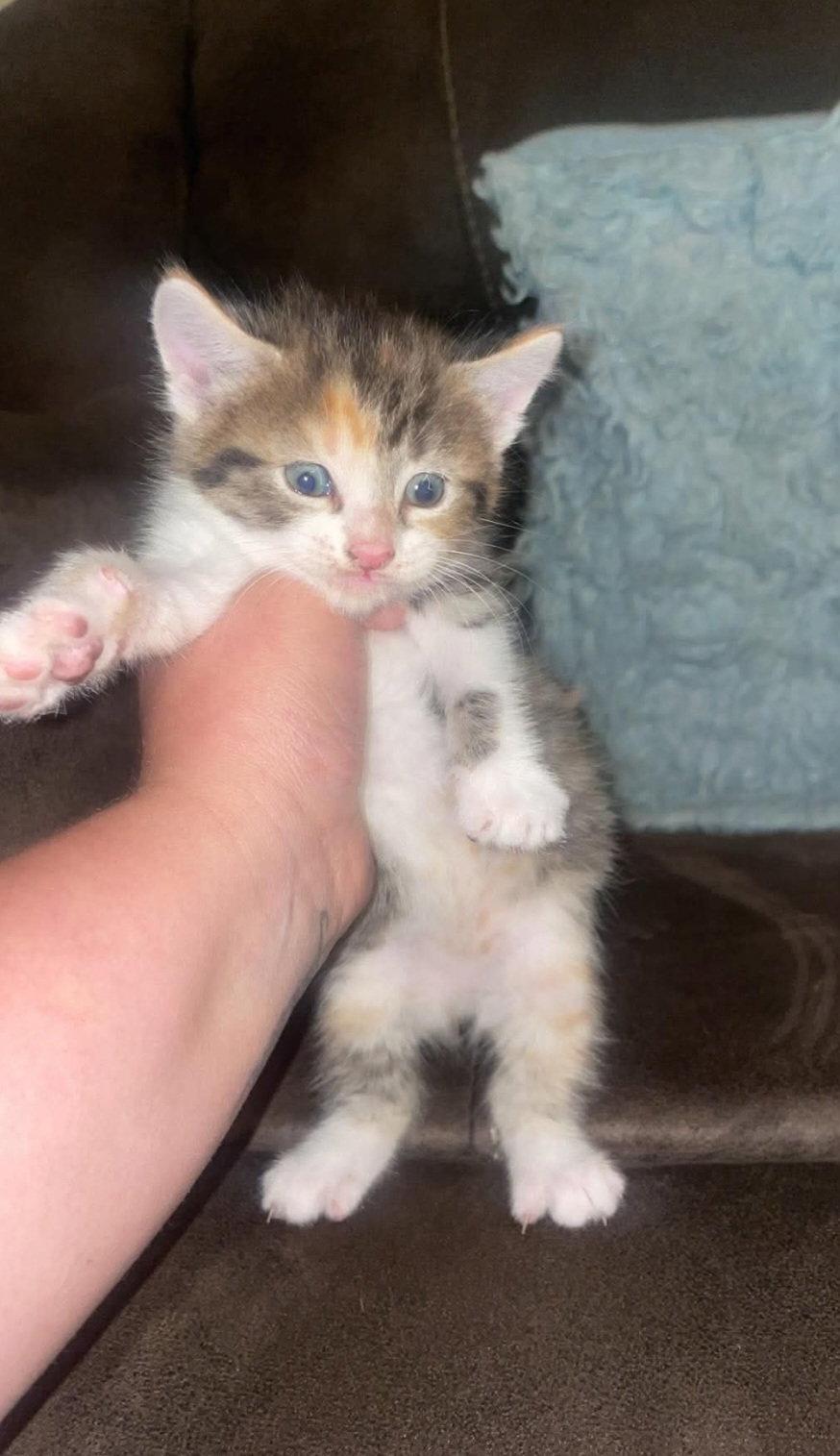 Meep, Adoptable, Kitten Female Domestic Short Hair.