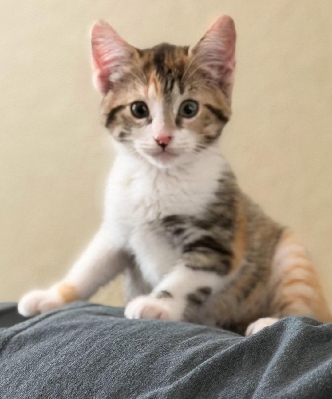 Meep, a Adopted Domestic Short Hair in Sanford, FL image 2/2