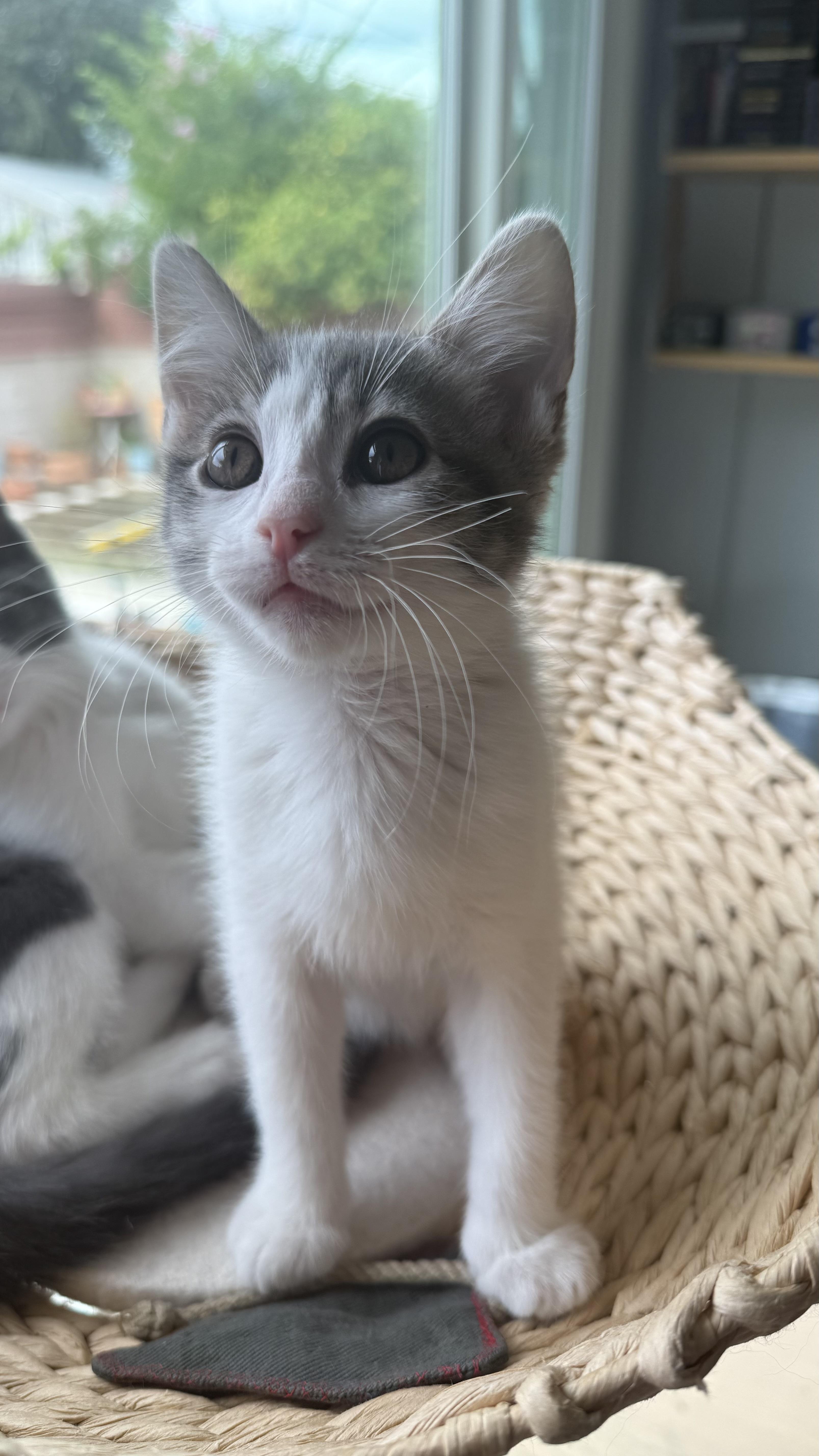 Moon, a ADOPTABLE Domestic Short Hair in Sherman Oaks, CA image 4/6