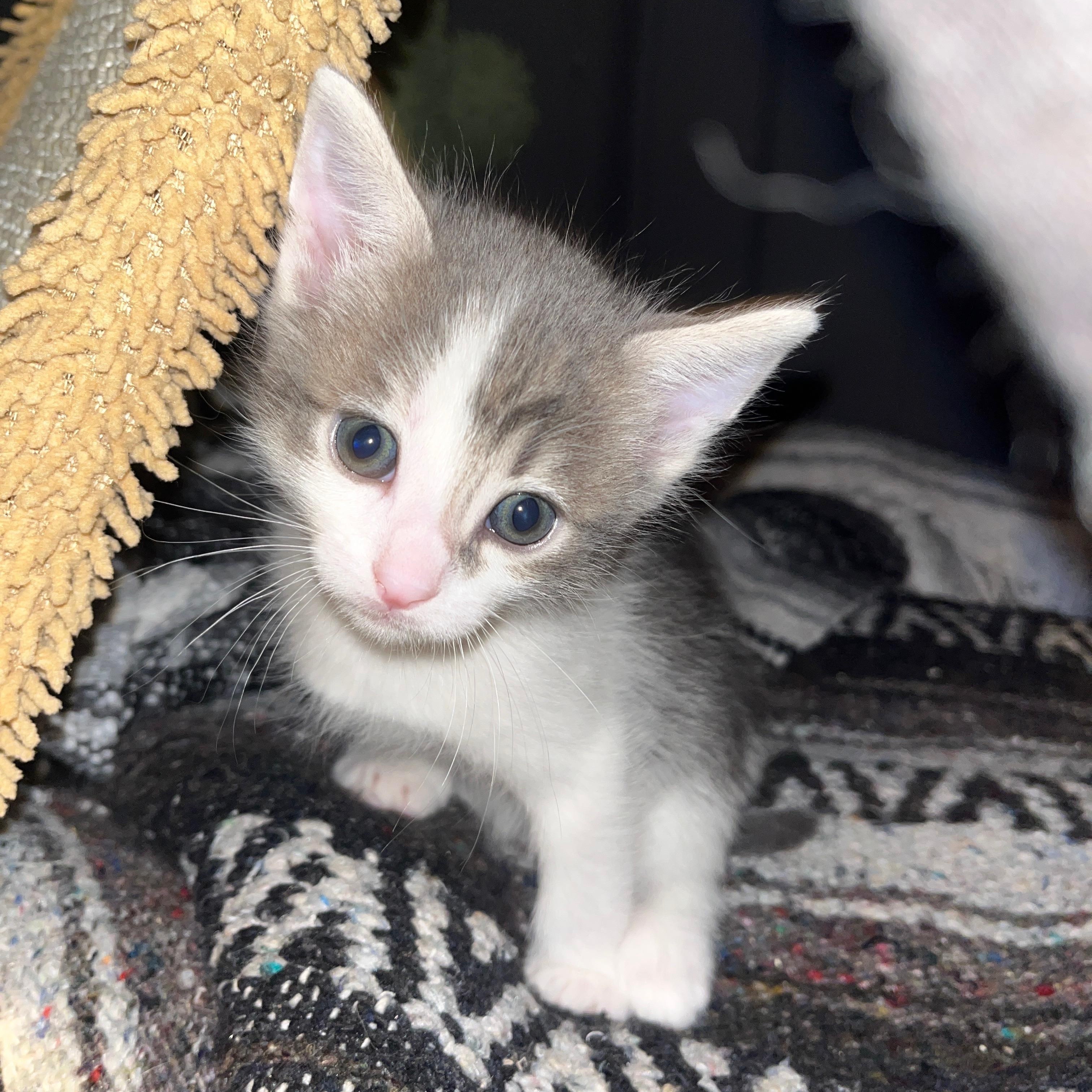 Moon, a ADOPTABLE Domestic Short Hair in Sherman Oaks, CA image 5/6