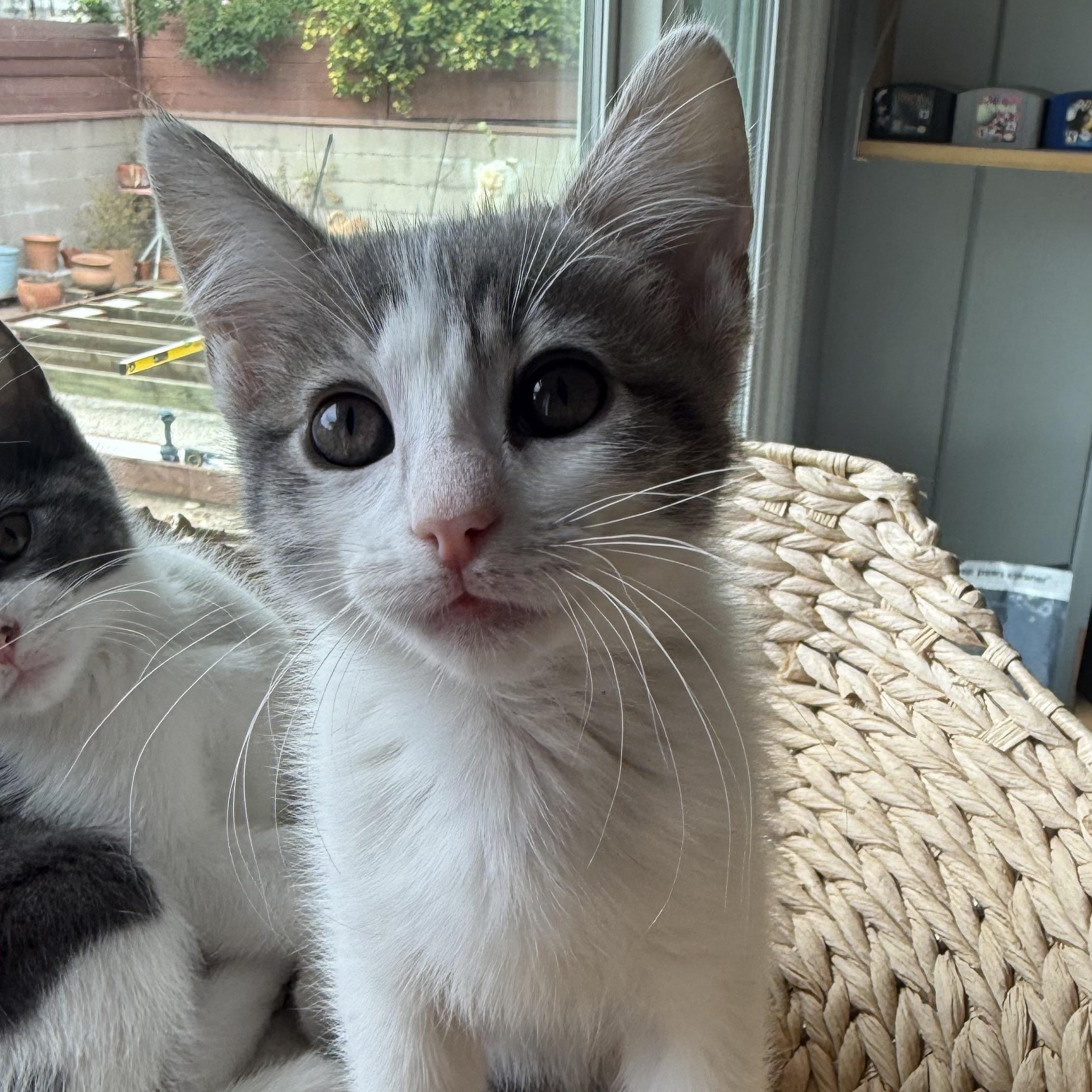 Moon, ADOPTABLE, Kitten Female Domestic Short Hair.