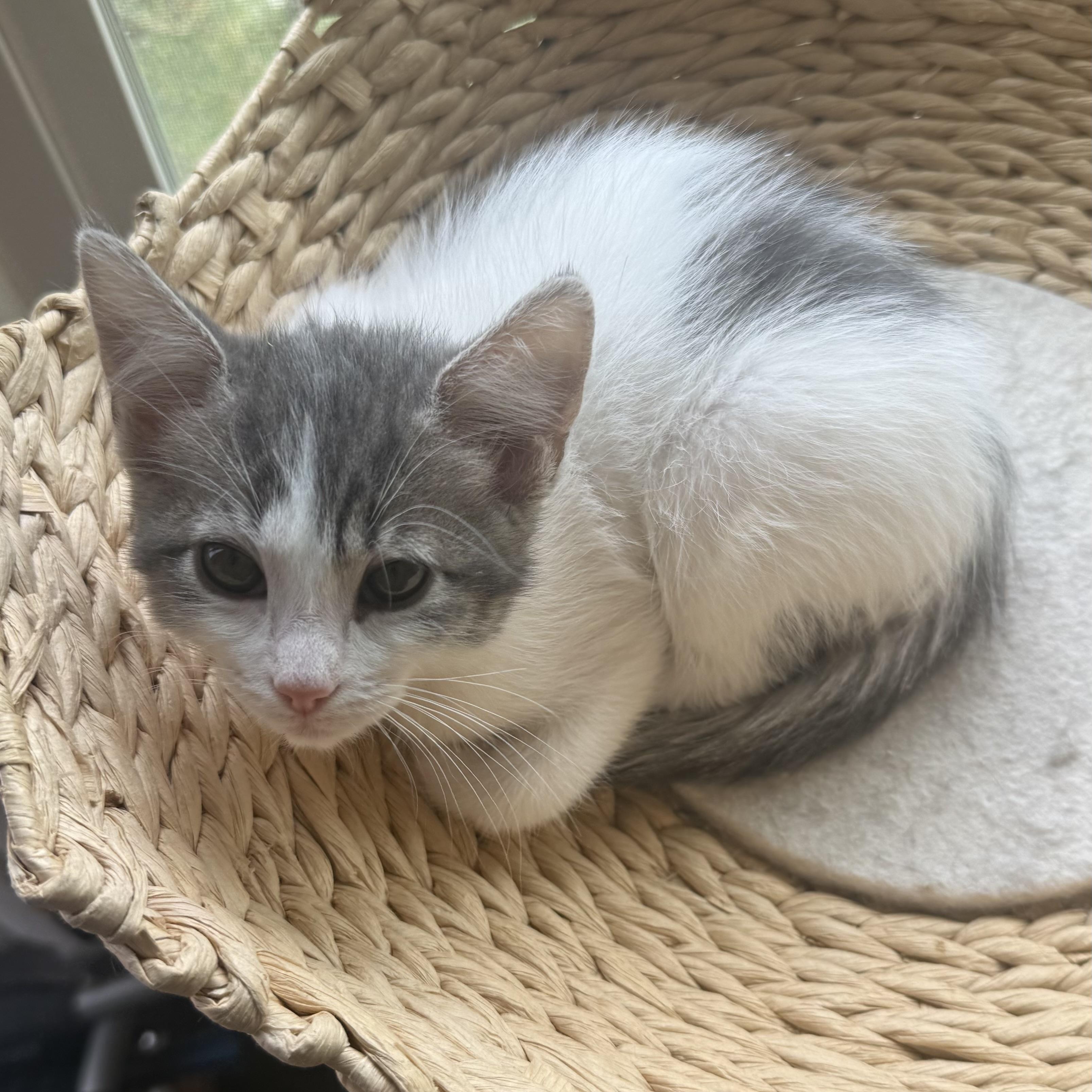 Moon, a ADOPTABLE Domestic Short Hair in Sherman Oaks, CA image 2/6