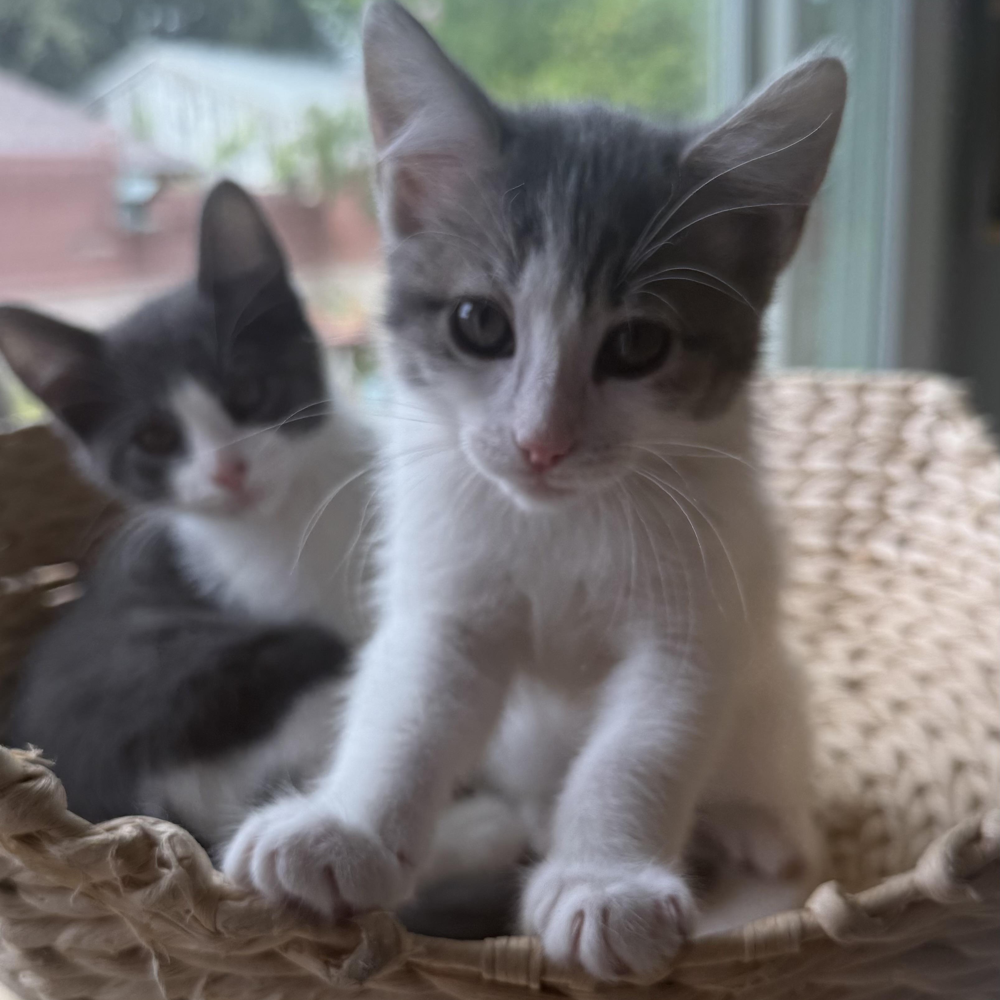 Moon, a ADOPTABLE Domestic Short Hair in Sherman Oaks, CA image 3/6
