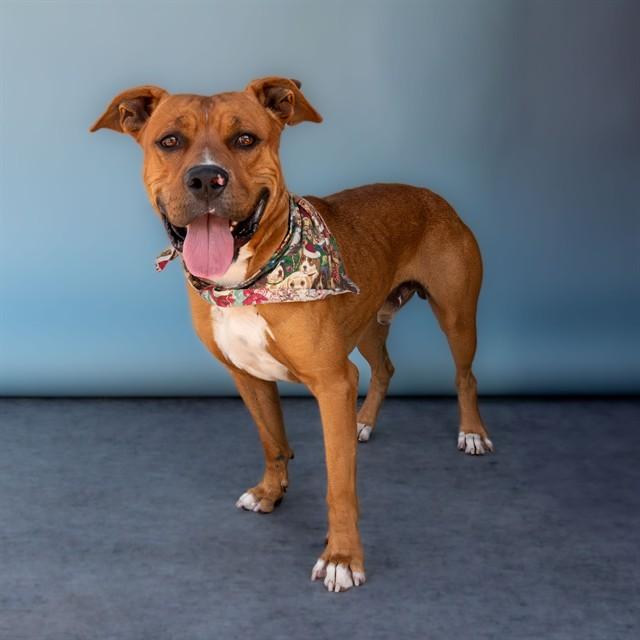 ZEUS, Adoptable, Young Male Boxer & Mixed Breed.