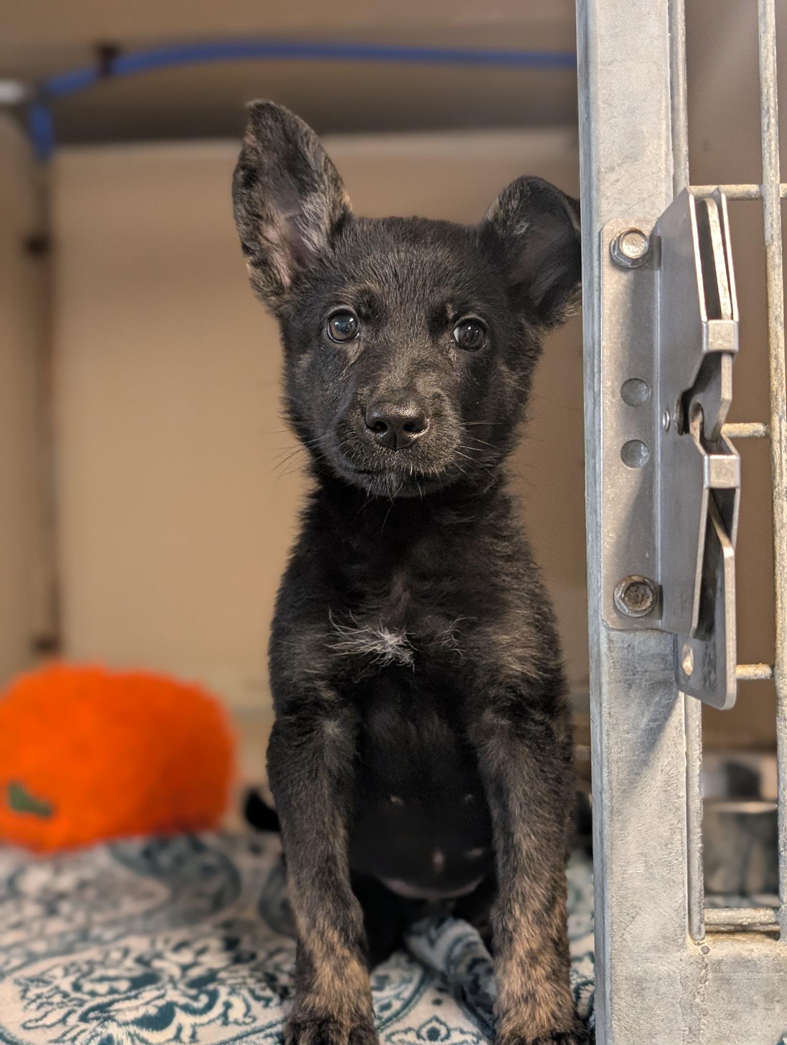 Enlarge Starla, a ADOPTABLE mixed breed in Bethel, AK image 1/1