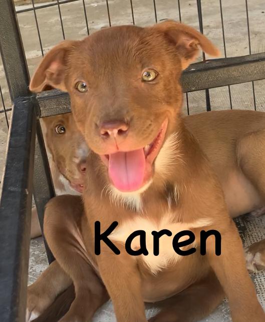 Karen, ADOPTABLE, Puppy Female Mixed Breed.