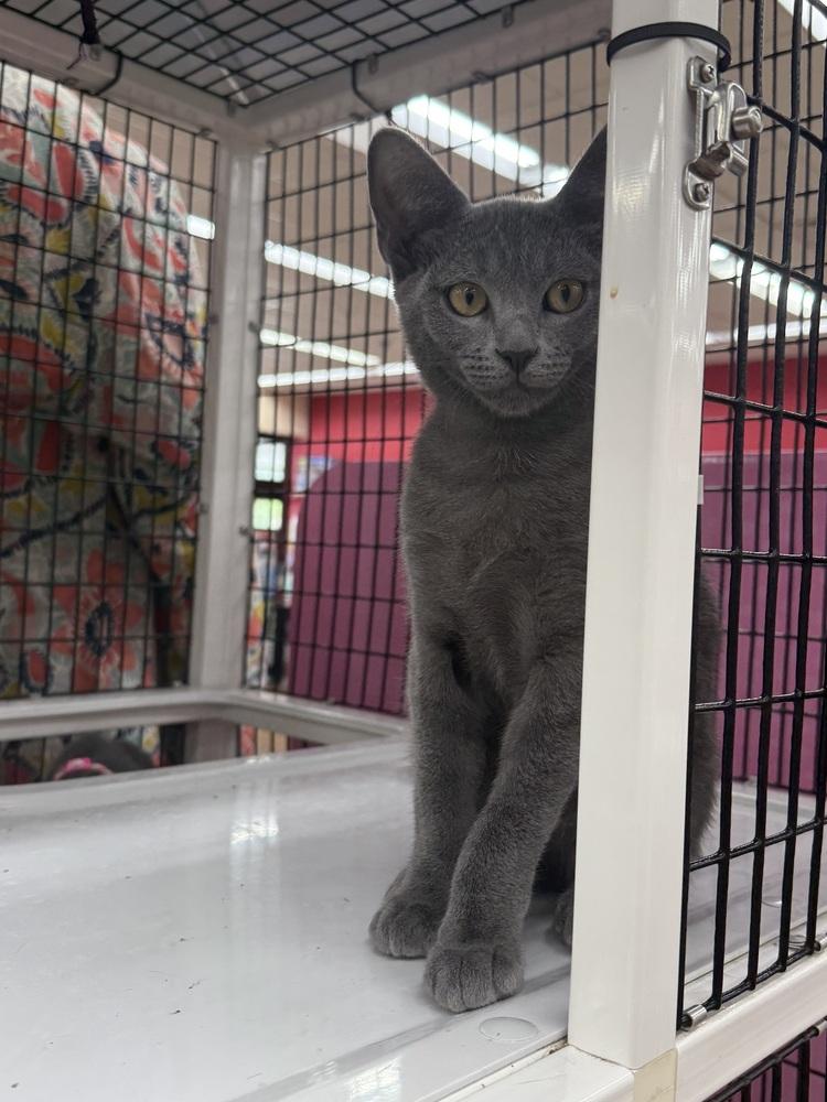 Tom, Adoptable, Kitten Male Domestic Short Hair.