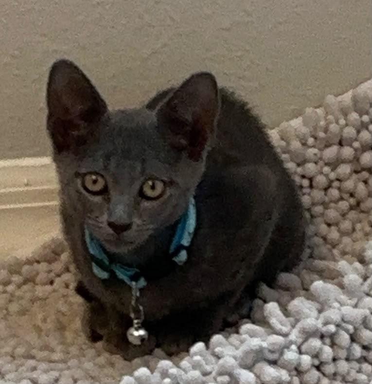 Tom, Adoptable, Kitten Male Domestic Short Hair.