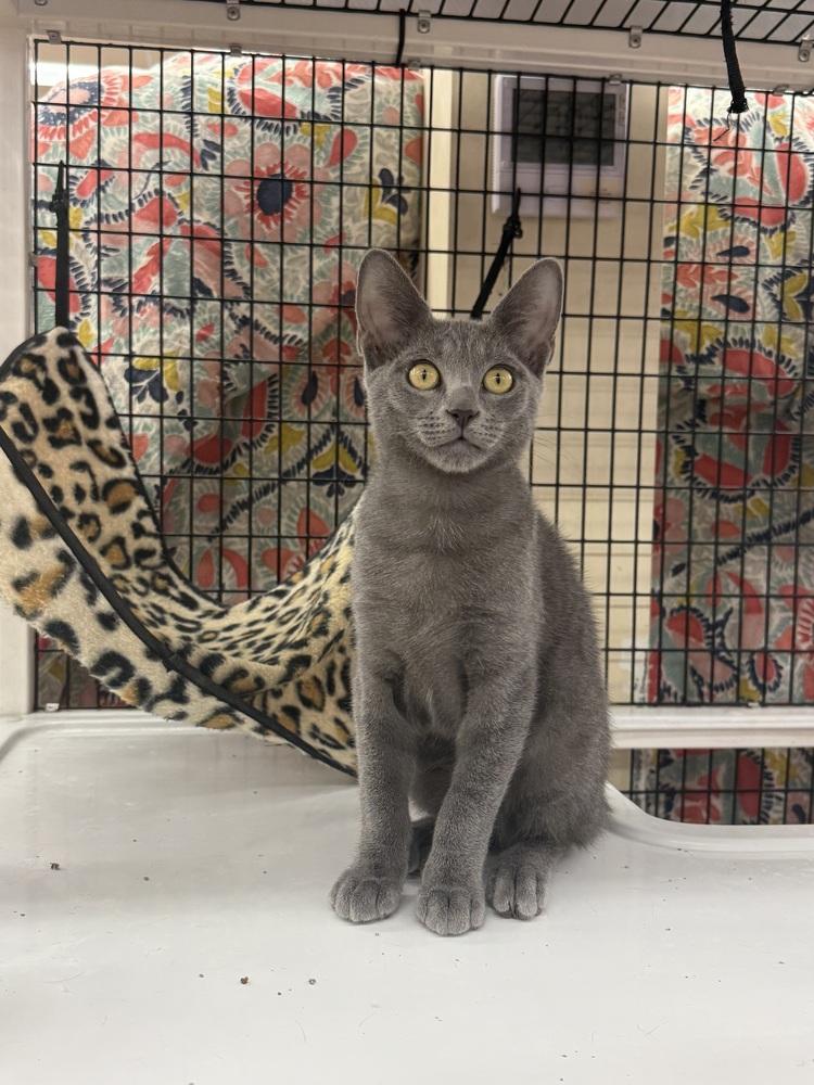Enlarge Tom, a Adoptable Domestic Short Hair in Orlando, FL image 3/6