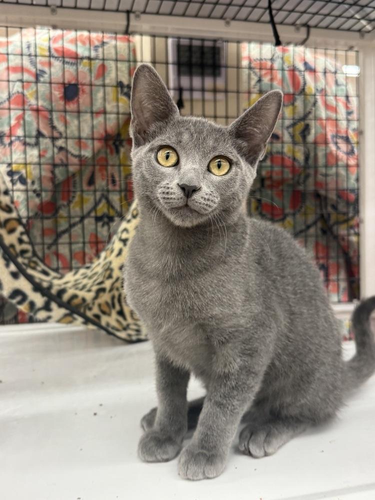 Enlarge Tom, a Adoptable Domestic Short Hair in Orlando, FL image 4/6