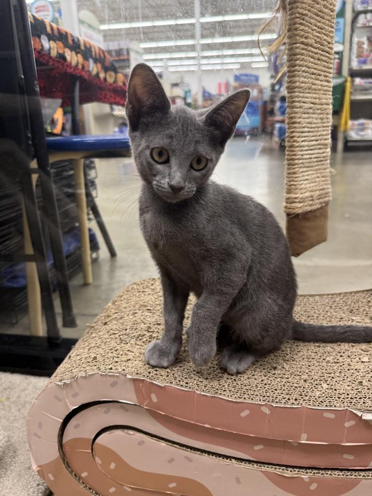 Enlarge Tom, a Adoptable Domestic Short Hair in Orlando, FL image 5/6