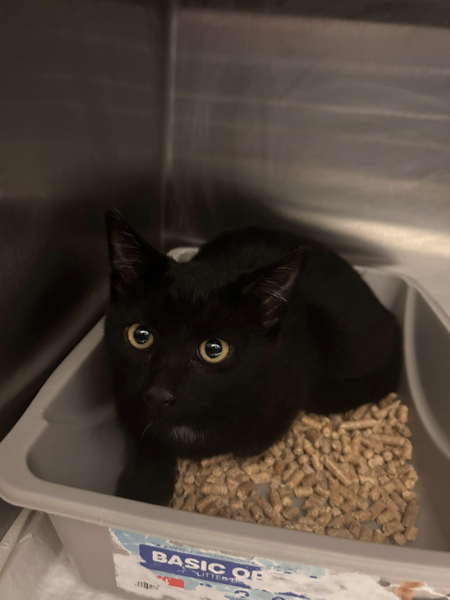 Enlarge Willow, a ADOPTABLE Domestic Short Hair in Germanton, NC image 1/1