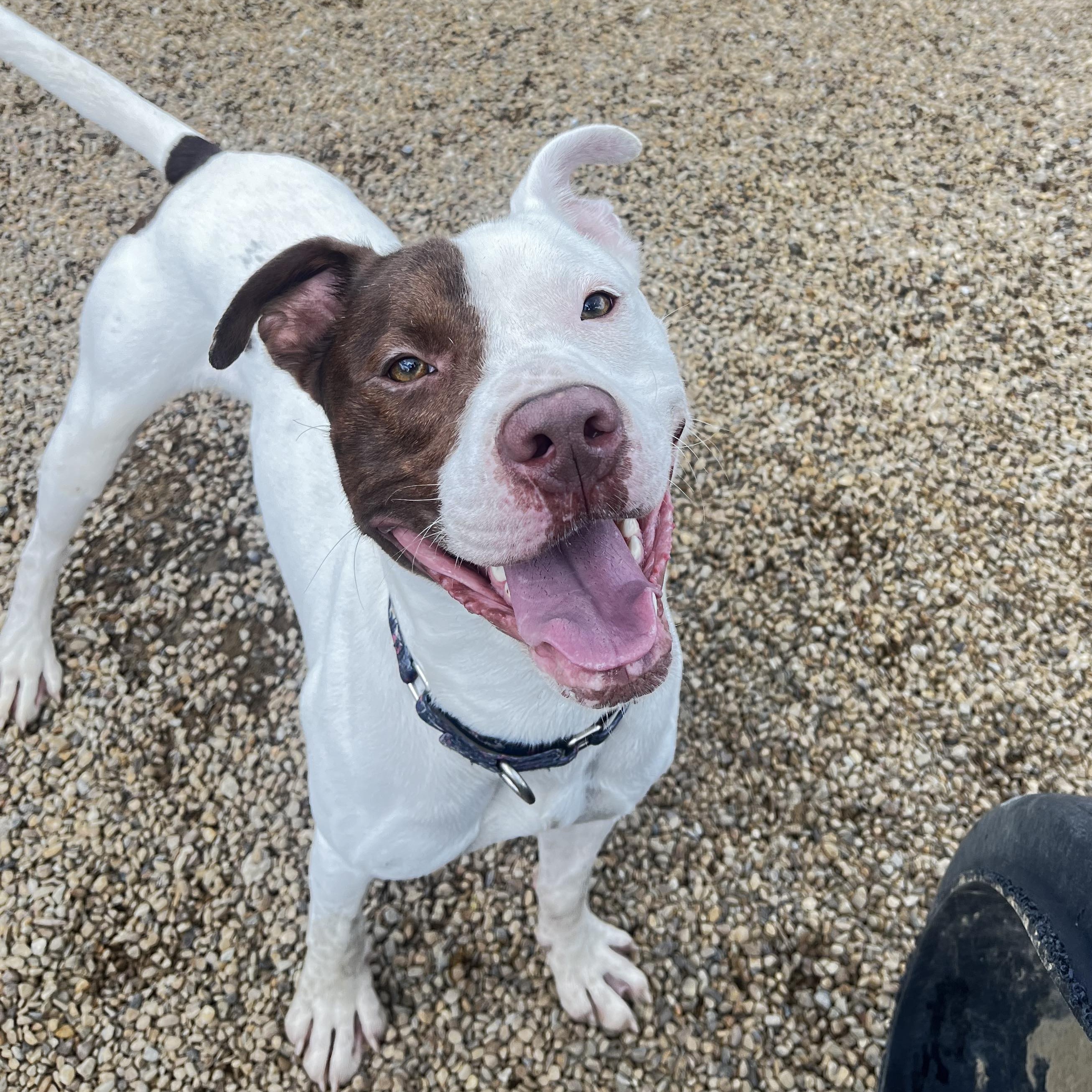 Jake, a Adoptable Mixed Breed in Warren, OH image 1/4
