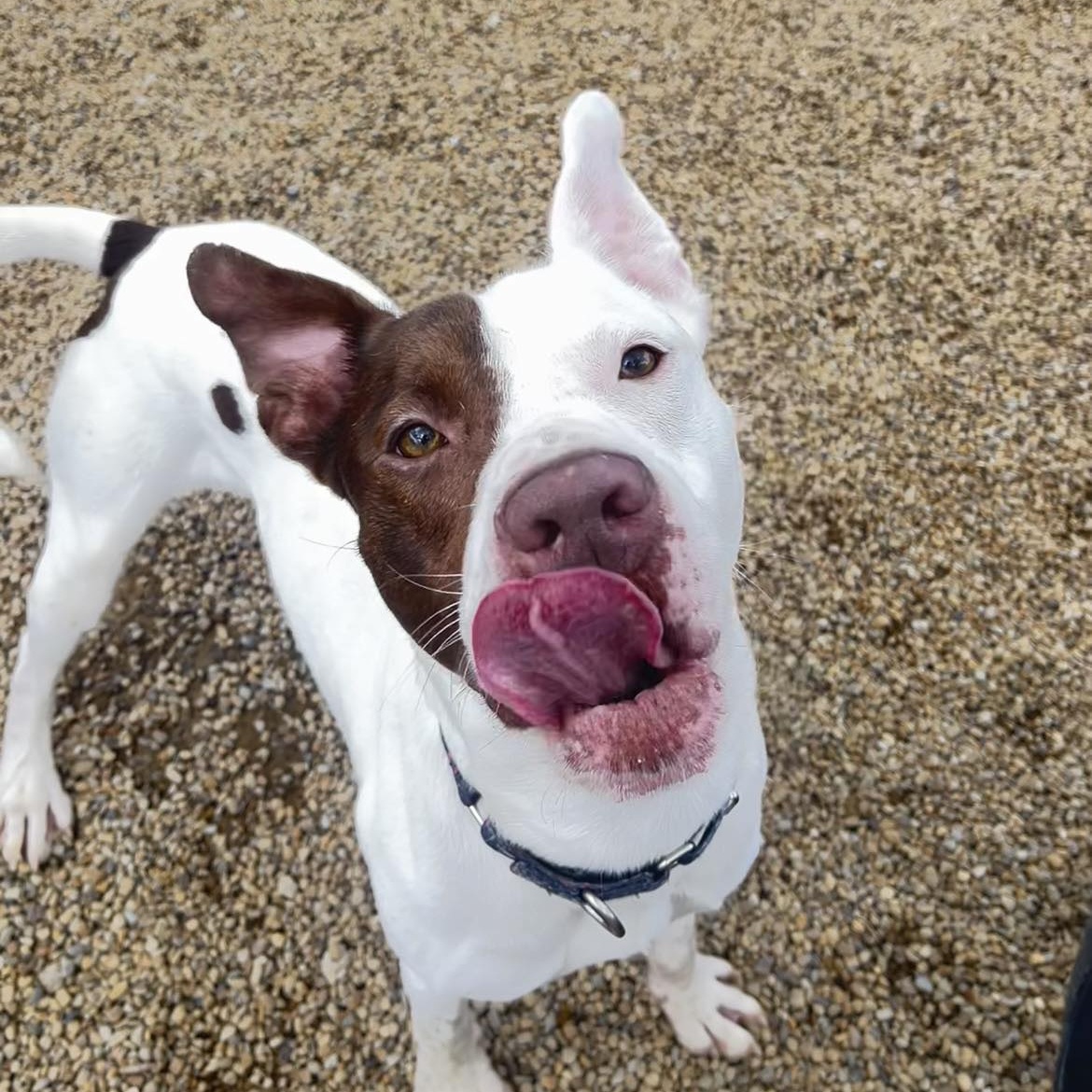 Jake, a Adoptable Mixed Breed in Warren, OH image 2/4
