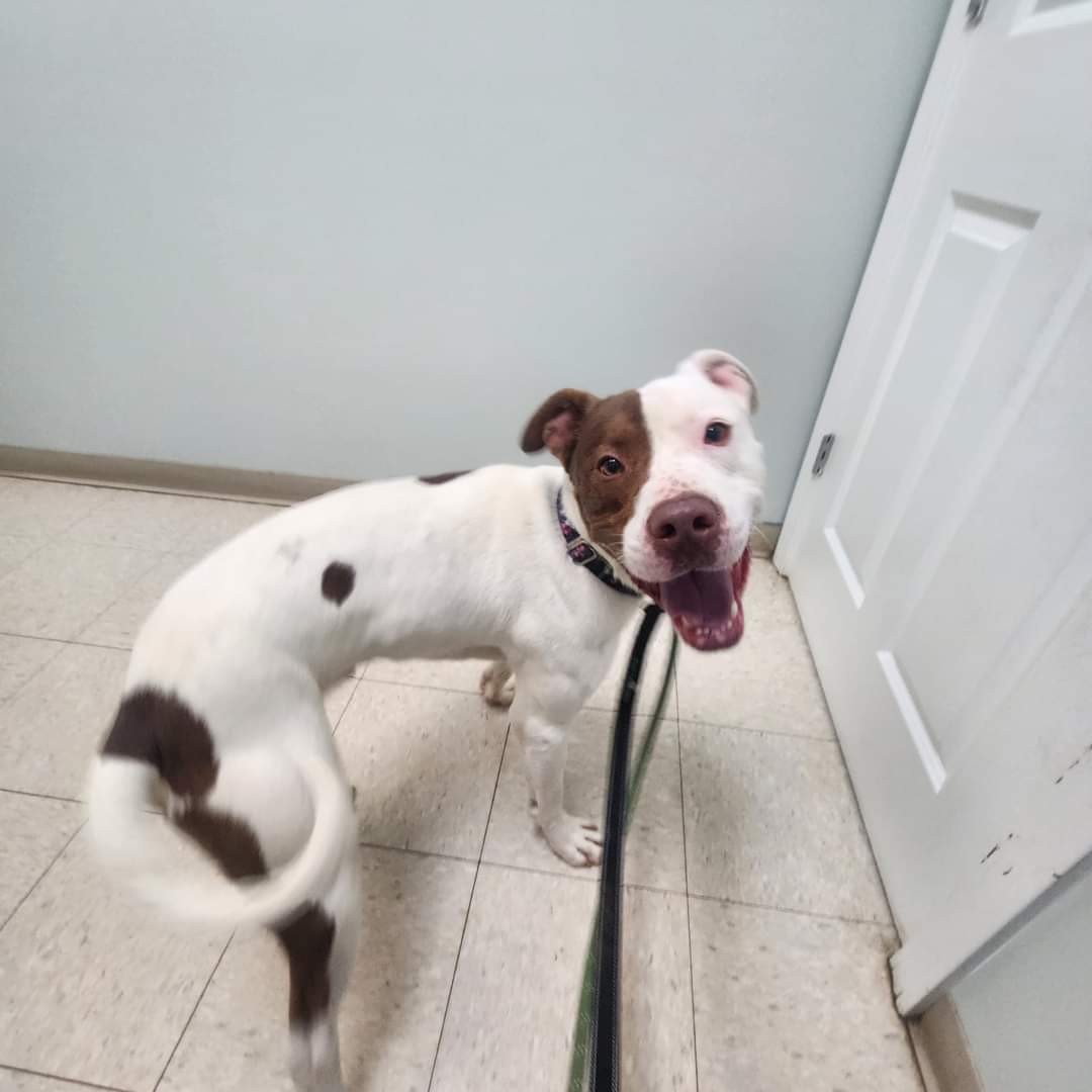 Jake, a Adoptable Mixed Breed in Warren, OH image 4/4