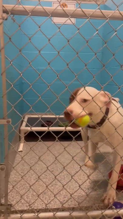 Enlarge Jake, a Adoptable Mixed Breed in Warren, OH video 3/4