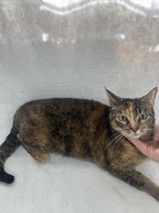 Enlarge Kitty Softpaws, a Adoptable mixed breed in McCook, NE image 1/1