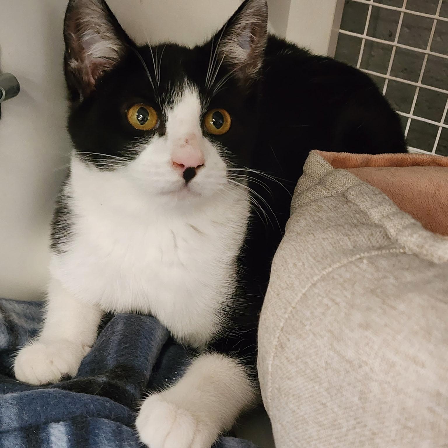 Junior, ADOPTABLE, Kitten Male American Shorthair.
