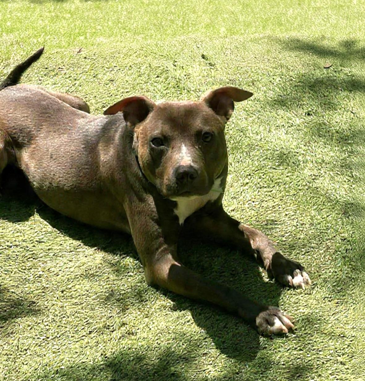 Enlarge Forrest, a Adoptable mixed breed in Olympia, WA image 5/6