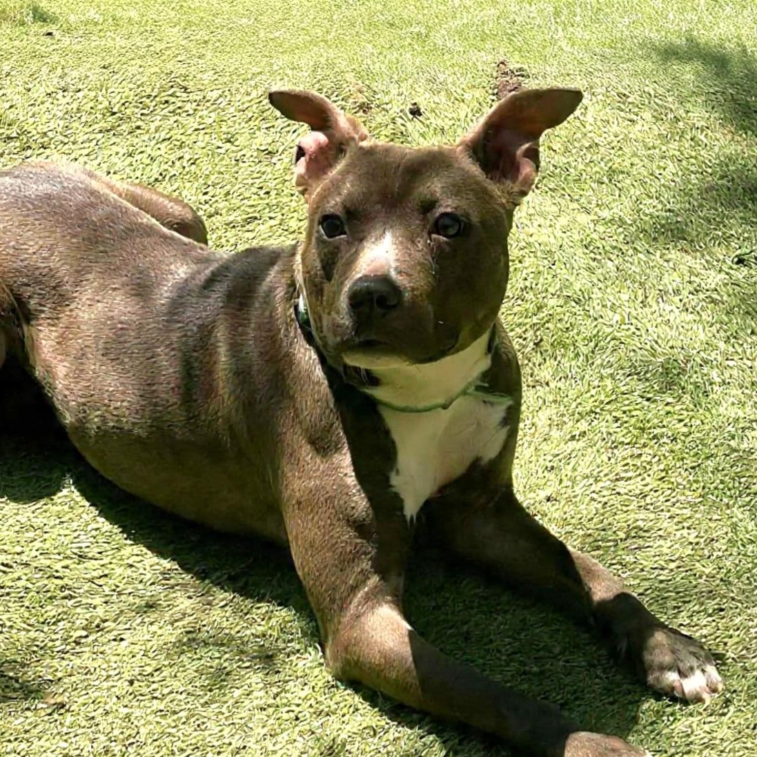 Forrest, Adoptable, Young Male American Bulldog & Boxer.