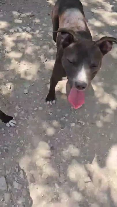 Enlarge Forrest, a Adoptable mixed breed in Olympia, WA video 3/6