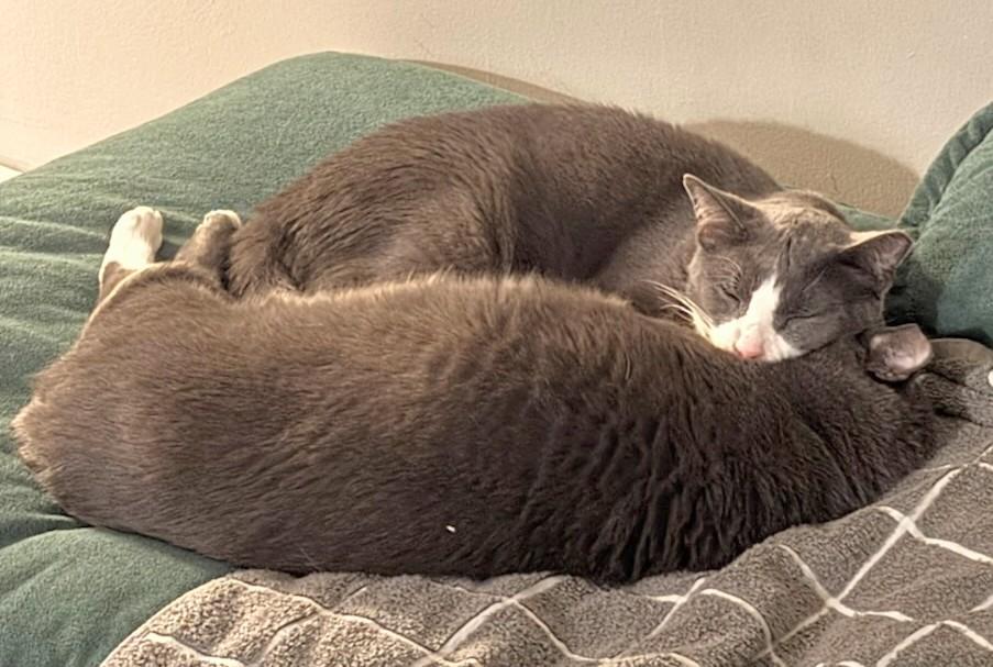 Papa and Lucy, a Adoptable Domestic Short Hair in Melrose, MA image 2/6