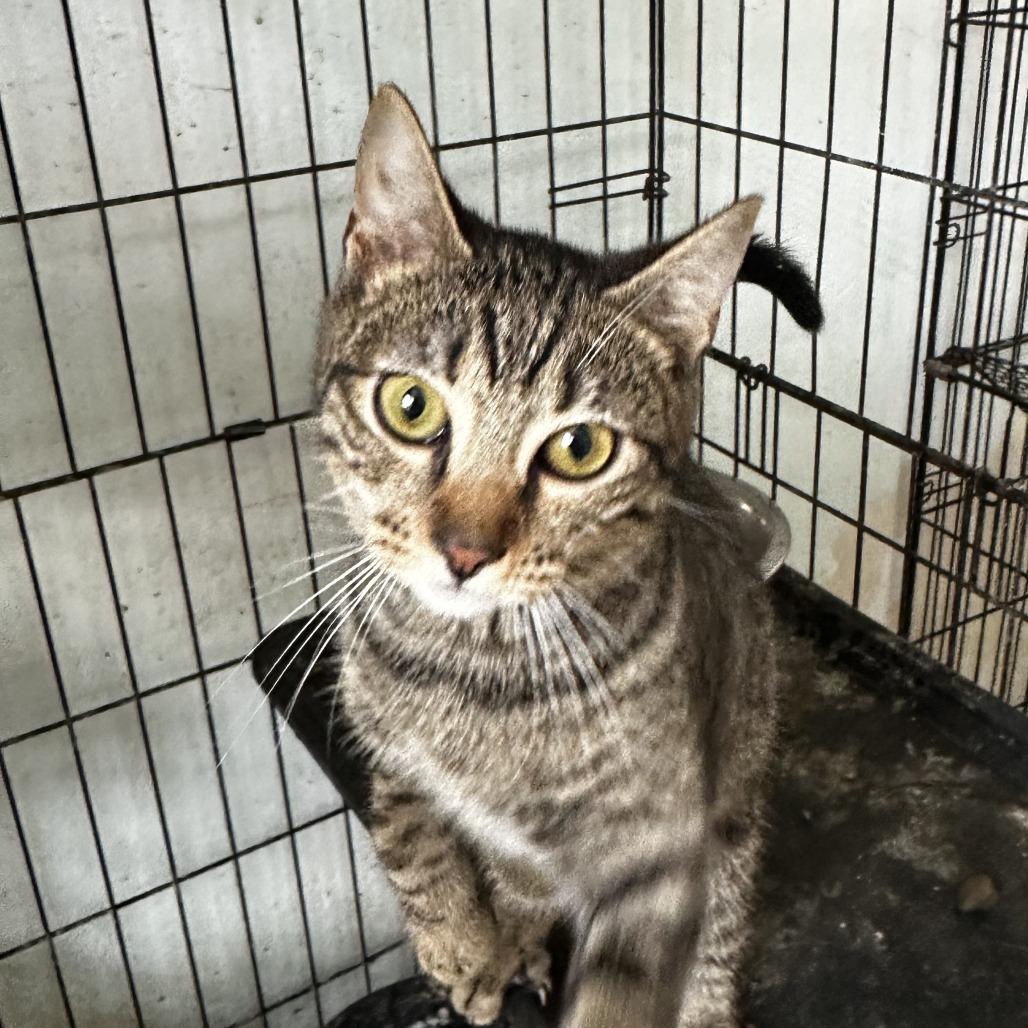 Enlarge Obita, a Adoptable Domestic Short Hair in San Juan, PR image 1/1