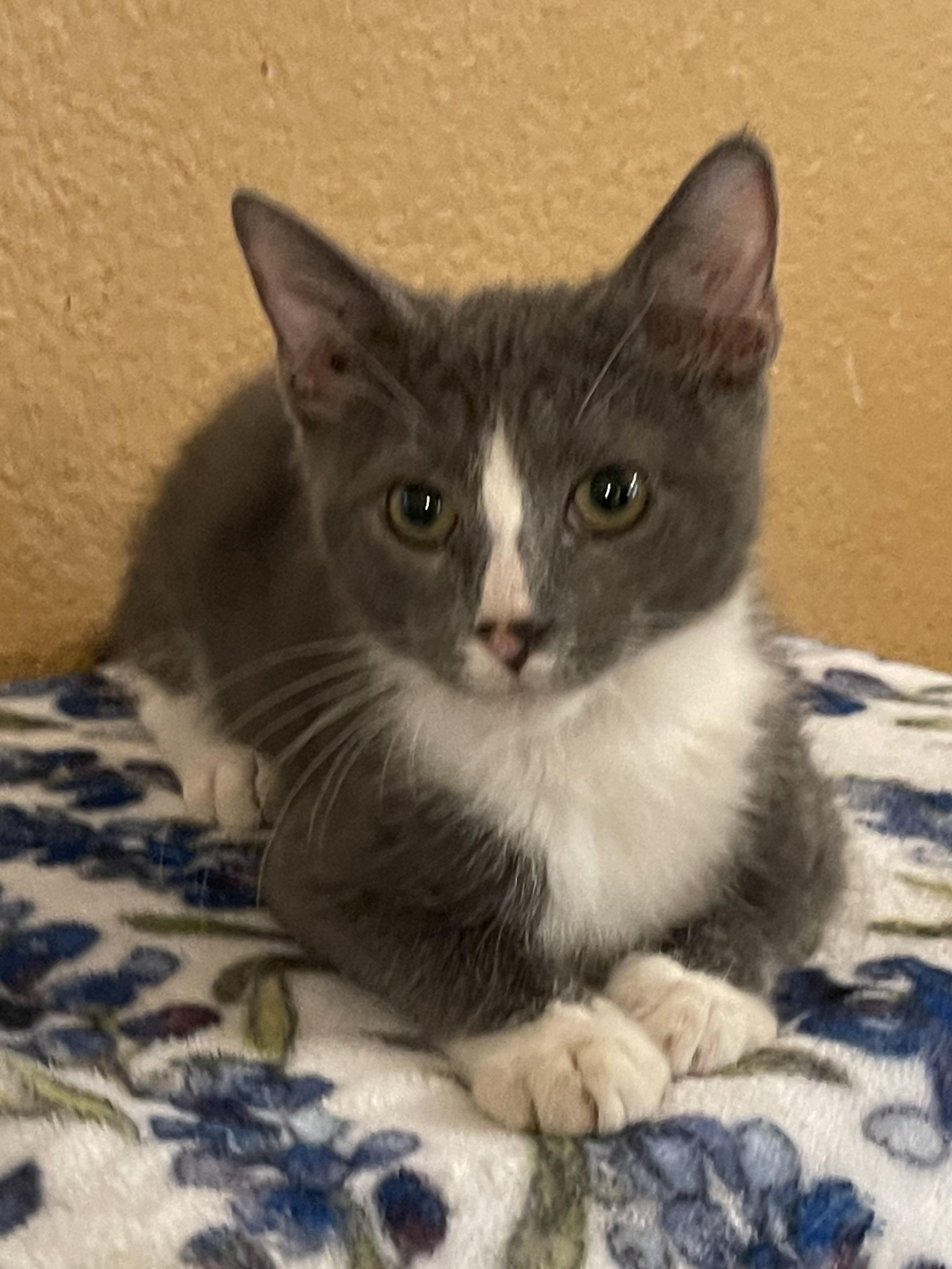Sarge, ADOPTABLE, Kitten Male Domestic Short Hair.