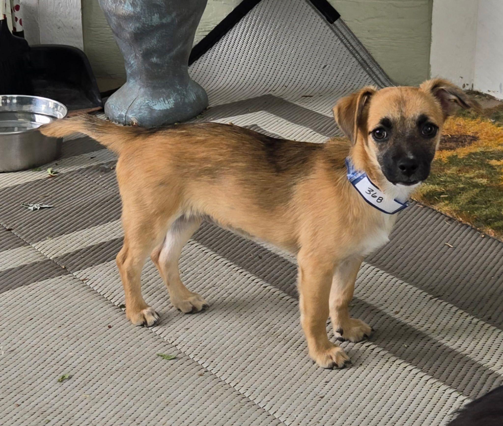 368-26, adopted, Puppy Female Pug & Chihuahua.