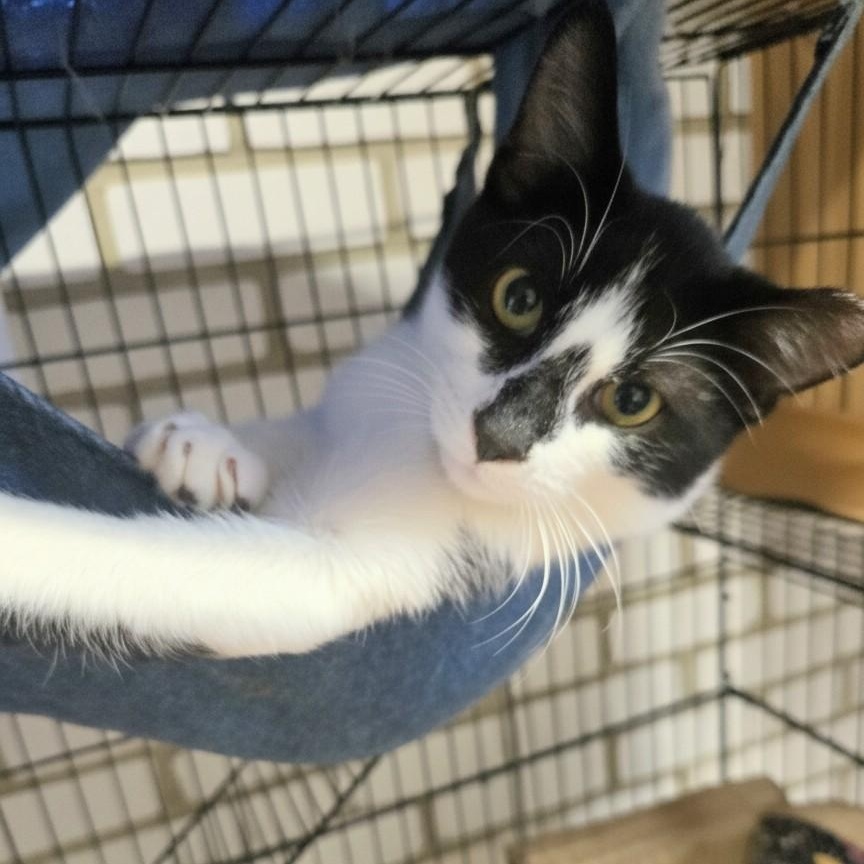 Enlarge Snoopy, an adopted Domestic Short Hair in Moncks Corner, SC image 1/3