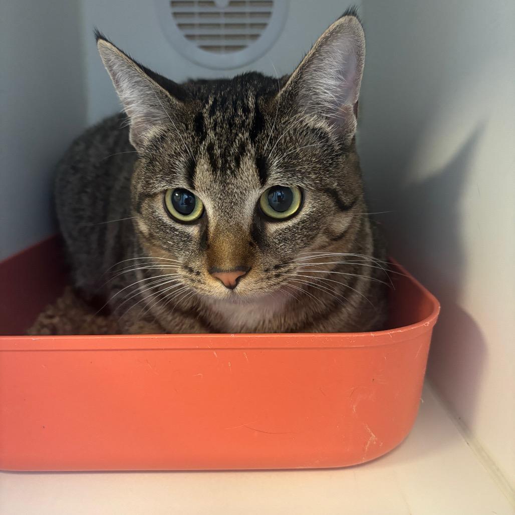 Jenny, Adoptable, Adult Female Domestic Short Hair.