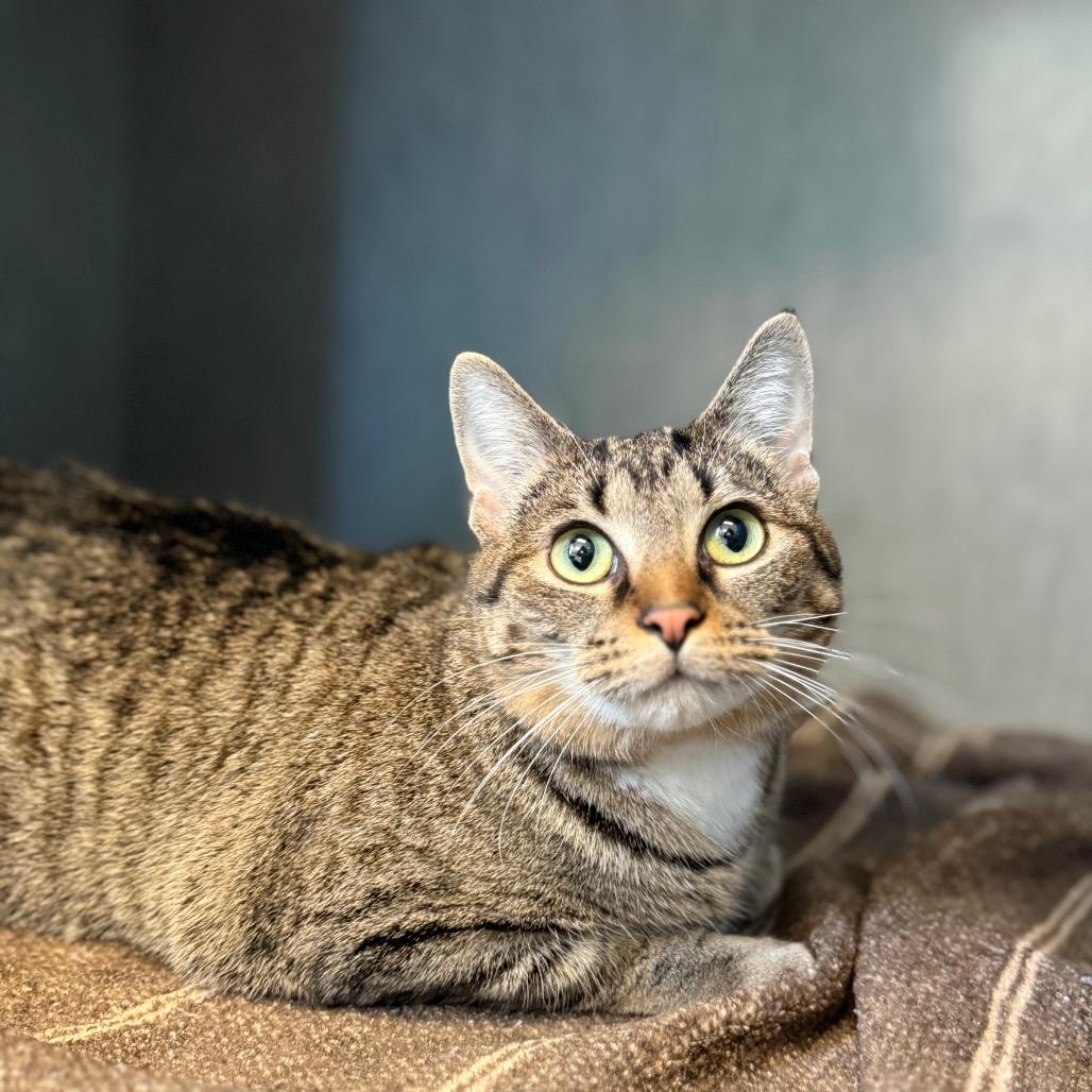 Enlarge Jenny, a Adoptable Domestic Short Hair in Tulsa, OK image 2/5