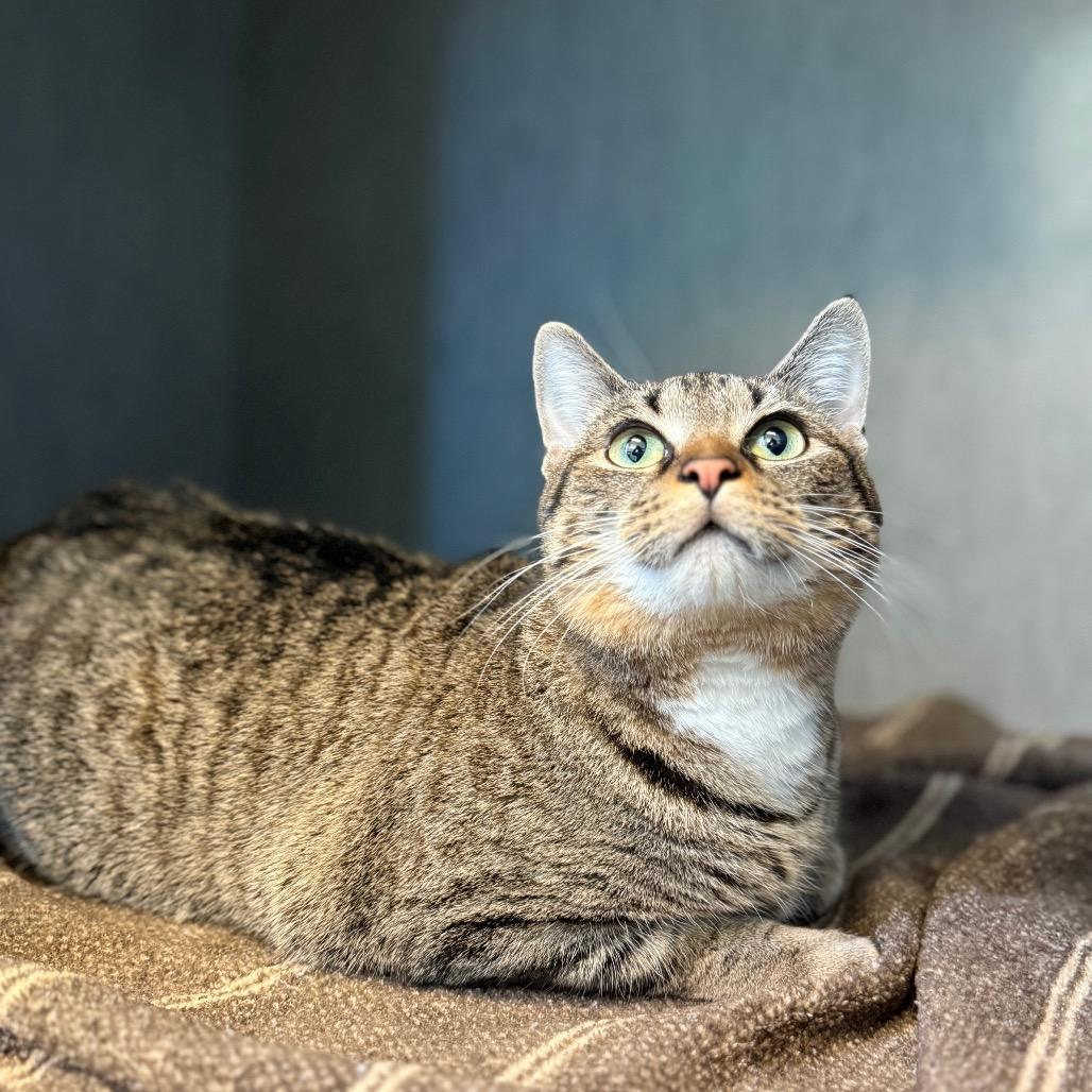 Enlarge Jenny, a Adoptable Domestic Short Hair in Tulsa, OK image 3/5