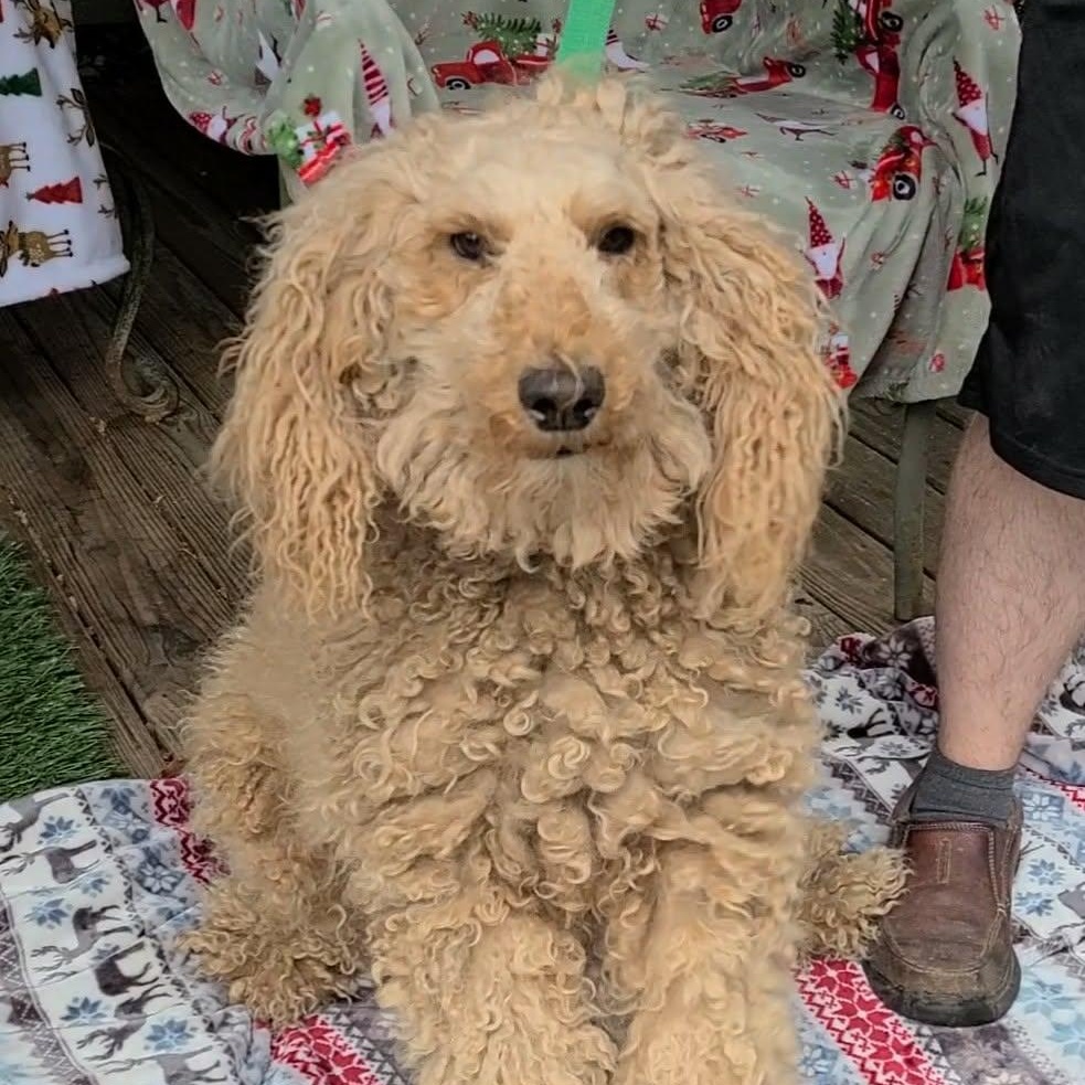 Copper, ADOPTABLE, Adult Female Goldendoodle.