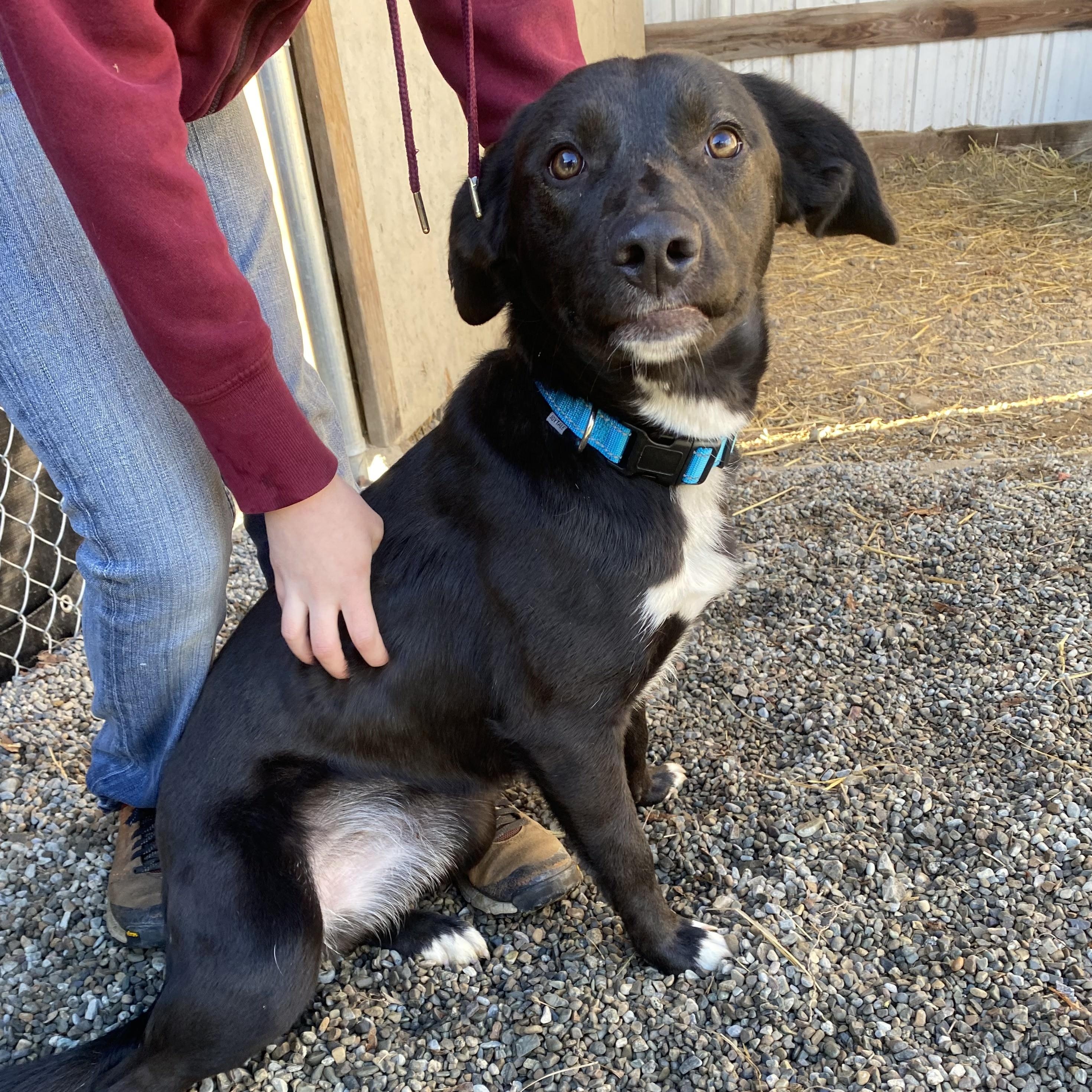 Daisy, ADOPTABLE, Young Female Black Labrador Retriever.