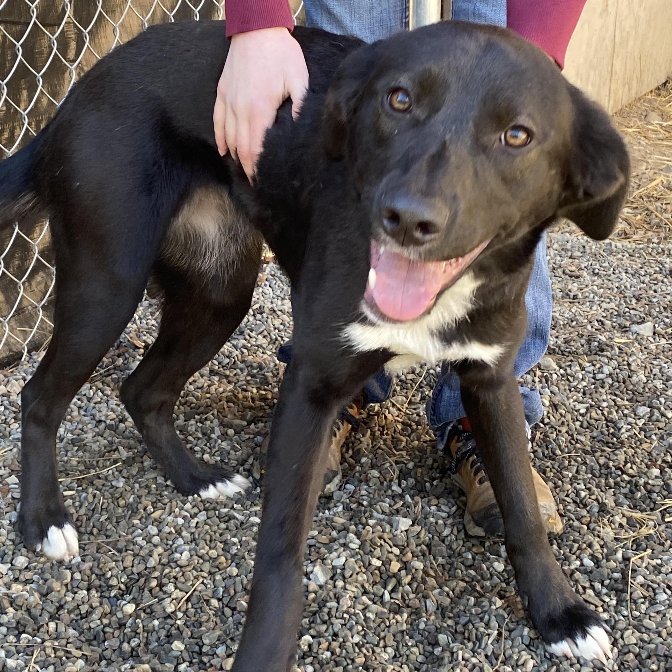Enlarge Daisy, a ADOPTABLE mixed breed in Bonners Ferry, ID image 2/2