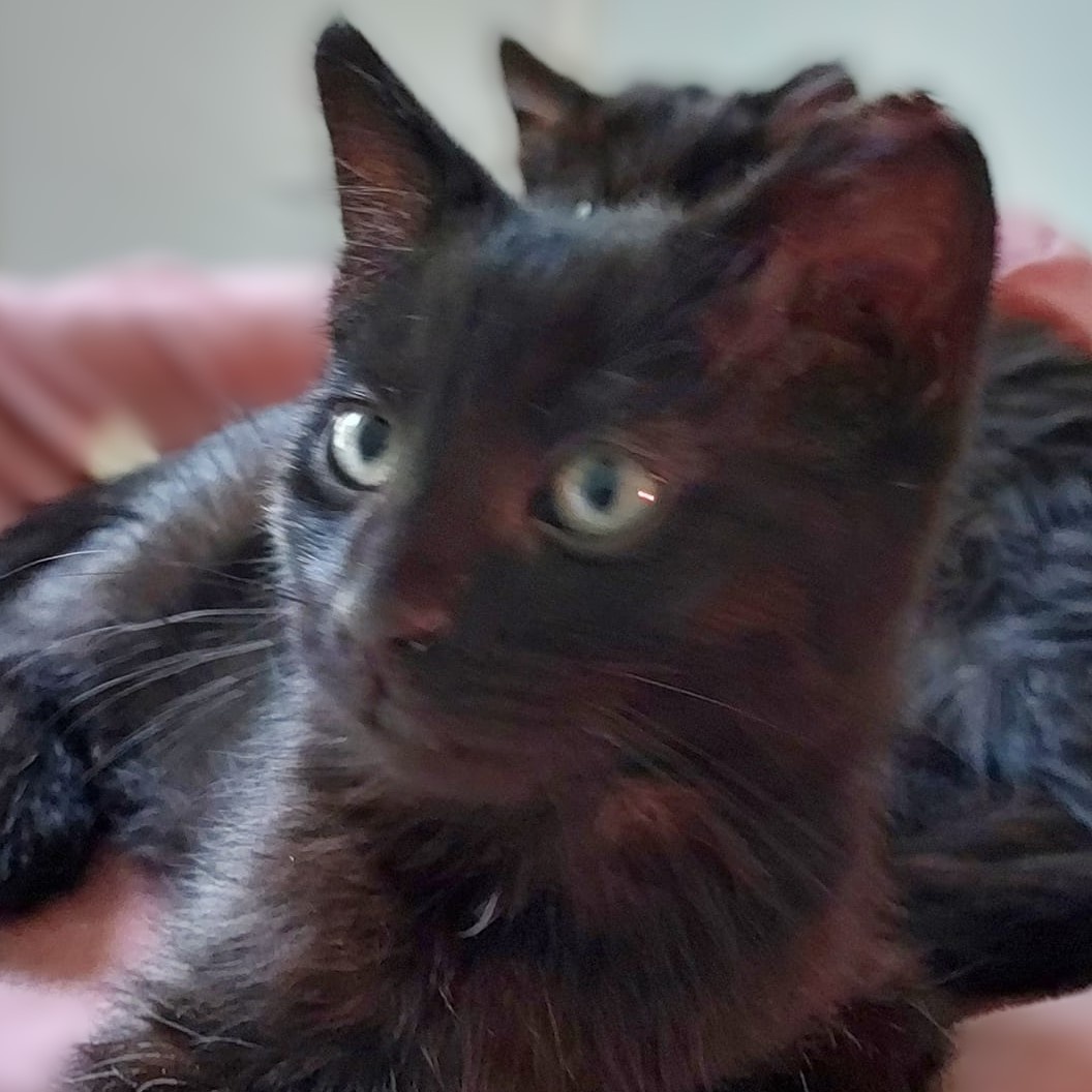 Gizmo, a Adoptable mixed breed in Libby, MT image 5/5