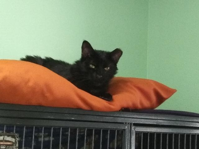 Enlarge Gizmo, a Adoptable mixed breed in Libby, MT image 5/5