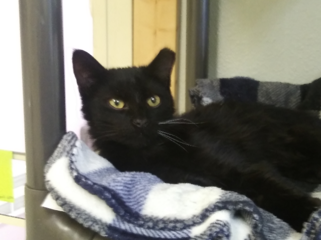 Gizmo, a Adoptable mixed breed in Libby, MT image 3/5