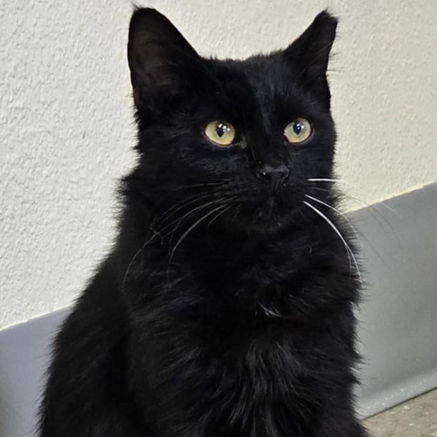 Enlarge Gizmo, a Adoptable mixed breed in Libby, MT image 1/5